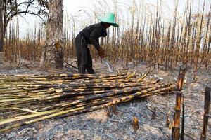 Sugarcane field fired photo