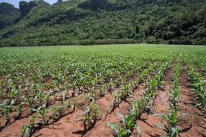 Field of young corn plants photo