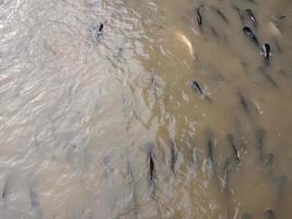 Fishes are swimming in river environment no people color image photography photo