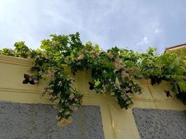 flor hoja resplandor hormigón pared arquitectura fondos superficie verano telón de fondo imágenes foto