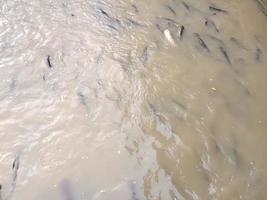 Fishes are swimming in river environment no people color image photography photo