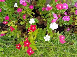 Flower plant fresh environment outdoor nature in summer holiday photography images photo