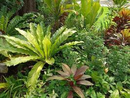 plantas botánico tropical hoja crecimiento naturaleza ambiental ecología jardinería fondo paisaje primavera imágenes foto