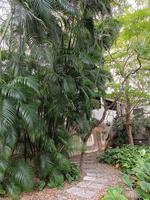 plantas botánico tropical hoja crecimiento naturaleza ambiental ecología jardinería fondo paisaje primavera imágenes foto