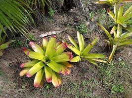 plantas botánico tropical hoja crecimiento naturaleza ambiental ecología jardinería fondo paisaje primavera imágenes foto