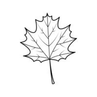 Maple Leaf line. vector