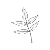 Ash branch with leaves. Line. vector