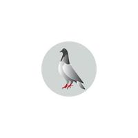 pigeon icon vector illustration template design