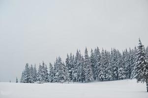 Pine trees covered by snow on mountain Chomiak. Beautiful winter landscapes of Carpathian mountains, Ukraine. Majestic frost nature. photo