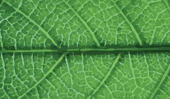 Close up leaf texture detail vector background , green leaf texture wallpaper