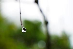 gotas de agua en las puntas de las copas de los árboles o en las hojas. foto