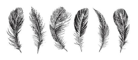 Feathers set on white background. Hand drawn sketch style. vector