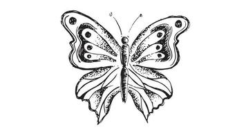 Butterfly hand drawn vector illustrations.