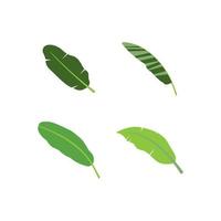 Banana leaf icon vector