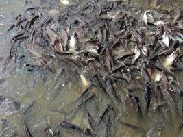 los peces están nadando en el entorno del río no hay gente fotografía de imagen en color foto