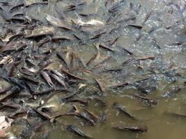 los peces están nadando en el entorno del río no hay gente fotografía de imagen en color foto