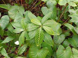 plantas botánico tropical hoja crecimiento naturaleza ambiental ecología jardinería fondo paisaje primavera imágenes foto