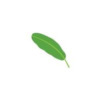 Banana leaf icon vector