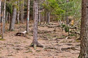 Green forest with roots of trees in Carpathians mountains. photo