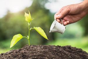 Hands of farmer  nurturing tree growing on fertile soil,  Maintenance of growing seedlings,  Hands protect trees,   plant trees to reduce global warming, Forest conservation, World Environment Day. photo