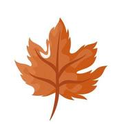 autumn maple leaf vector