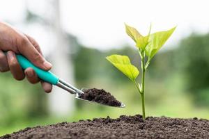 Hands of farmer growing and nurturing tree growing on fertile soil,  environment Earth Day In the hands of trees growing seedlings,  protect nature photo