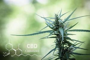 cannabinoides en elementos cbd de marihuana, investigando extractos de aceite de cáñamo con fines médicos. foto