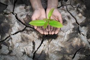 Tree in two hands with dry cracked soil, environments Earth Day or World Environment Day, Global Warming and Pollution. photo