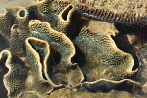 hard coral at low tide, thailand photo