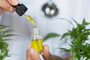 CBD hemp oil, Hand holding bottle of Cannabis oil against Marijuana plant. Herbal Treatment, Alternative Medicine photo