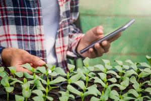 primer plano de la mano de un agricultor revisando plántulas y registrando datos en un teléfono móvil en invernaderos, cuidado y protección de plantas. foto