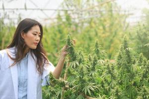 Los investigadores manejan o examinan plantas de cannabis en invernaderos para investigación médica. conceptos de investigación de cannabis sativa medicinas herbales de aceite de cbd. foto