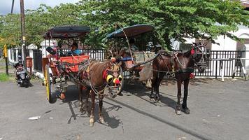 javanese traditional horse transportation photo