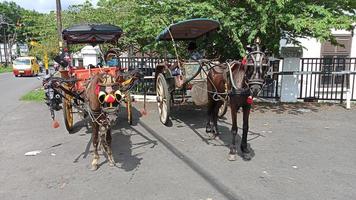 javanese traditional horse transportation photo