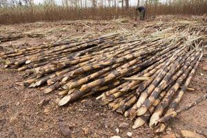 Sugarcane field fired photo