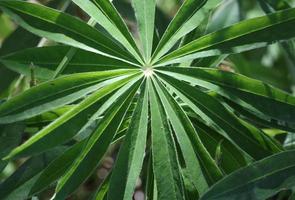 A green umbrella leaf photo