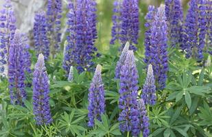 A field of lupins by the sea. photo
