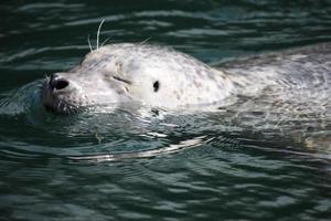 A happy harbour seal photo