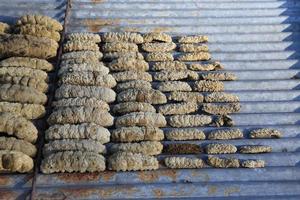 Drying Sea Cucumber Outdoor photo