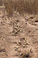 Sugarcane field fired photo