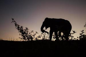 elefante asiático en el bosque al atardecer foto