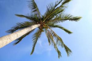 árbol de coco en el cielo azul foto