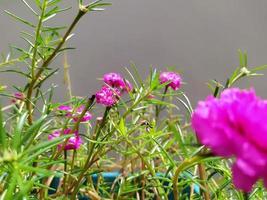 Beautiful pink flowers bloom in the morning sunlight. photo