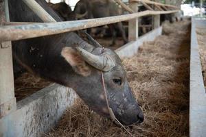 buffalo on the farm photo