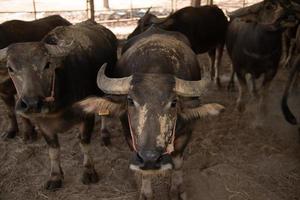 buffalo on the farm photo