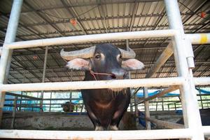 búfalo en la agricultura foto