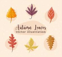 iconos de hojas de otoño vector