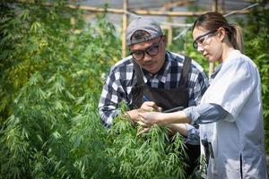 retrato de un científico revisando y analizando plantas de cáñamo, firmando los resultados con una laptop en un invernadero. concepto de medicina alternativa a base de hierbas, aceite de cbd, industria farmacéutica. foto