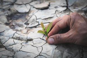 plantando un árbol. mano de los hombres plantando plántulas en el suelo, la idea de plantar árboles para reducir el calentamiento global, día mundial del medio ambiente. foto