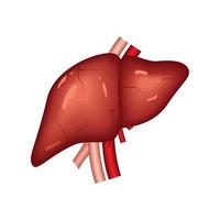 liver human organ vector